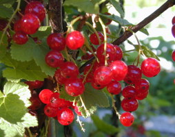 Ribes rubrum Rote Ribisel © Kumpfmüller