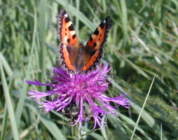 Kleiner Fuchs © Kumpfmüller