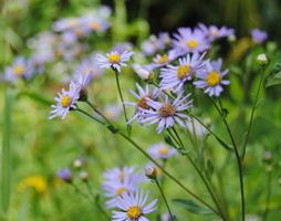 Aster amellus - Berg-Aster © Stieger