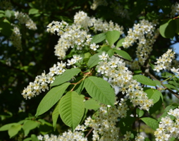 Prunus padus Traubenkirsche © Kumpfmüller