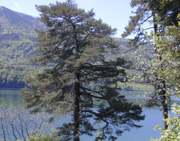 Pinus sylvestris Rotföhre © Kumpfmüller