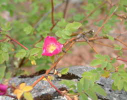 Rosa pendulina Hängefruchtrose © Kumpfmüller