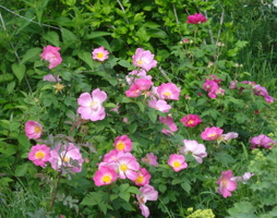 Rosa villosa Apfel-Rose © Luger