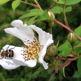 Naturgarten intensiv: Wildpflanzen vernetzen und verbinden