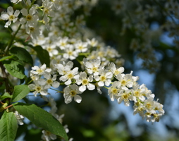 Prunus padus Traubenkirsche © Kumpfmüller