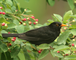 Amsel auf Felsenbirne © Limberger