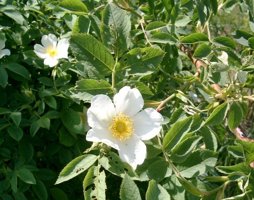 Rosa tomentosa Filz-Rose © Lugmair