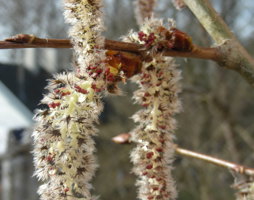Populus tremula Espe © Kumpfmüller
