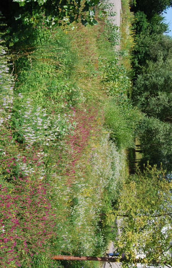 Sickermulde mit Acker-Wachtelweizen und Geißraute © Voitsauer Wildblumensamen