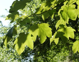 Acer pseudoplatanus Berg-Ahorn © Kumpfmüller