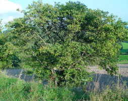 Rhamnus cathartica Purgier-Kreuzdorn © Lugmair