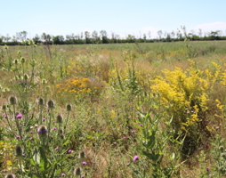 Die Blühflächen sind Lebensräume für sehr viele Wildtiere, von den Insekten angefangen bis zu den Feldvögeln, Hasen und Rehen, die hier das ganze Jahr Rückzugsmöglichkeiten finden  (c) Rudi Schmid