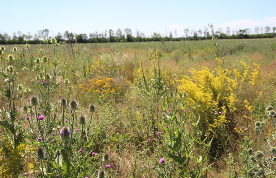 Die Blühflächen sind Lebensräume für sehr viele Wildtiere, von den Insekten angefangen bis zu den Feldvögeln, Hasen und Rehen, die hier das ganze Jahr Rückzugsmöglichkeiten finden  (c) Rudi Schmid