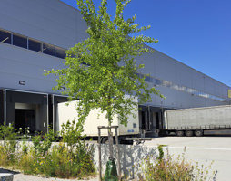 Populus tremula Espe Blätter © Kumpfmüller