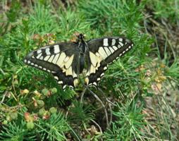 Schwalbenschwanz Schmetterling © Kumpfmüller