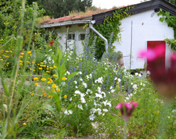 Staudenpflanzung und Dachbegrünung © Paula Polak