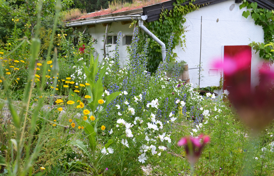 Staudenpflanzung und Dachbegrünung © Paula Polak
