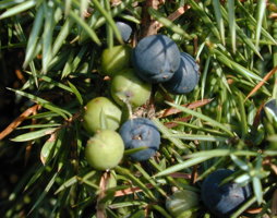 Juniperus communis Wacholder © Kumpfmüller