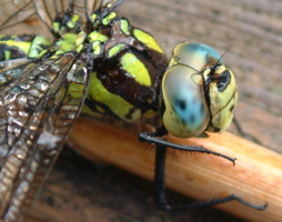 Mosaikjungfer © Kumpfmüller