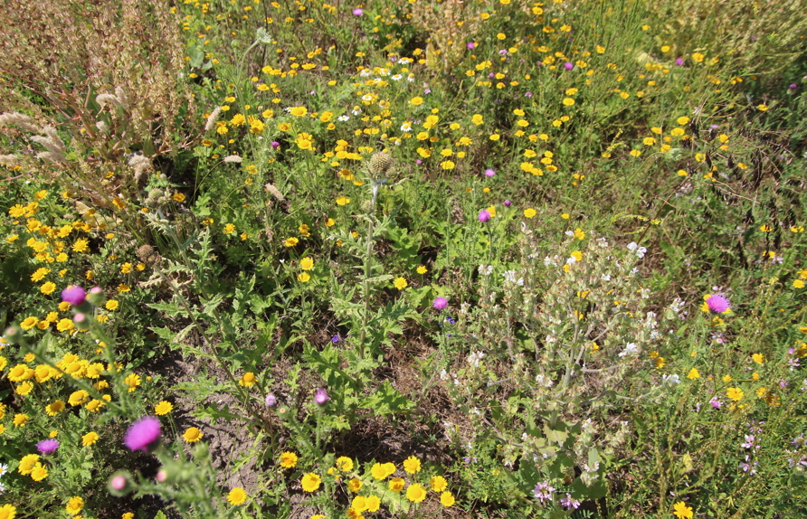 Der weißblühende Äthiopische Salbei ist eine Rarität der Region und hat in den Blühflächen seinen artenreichsten Bestand (c) Rudi Schmid