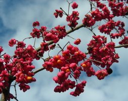 Euonymus europaeus Pfaffenkapperl © Kumpfmüller