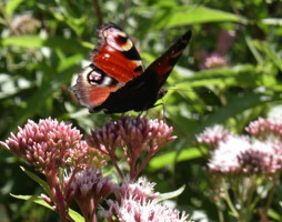 Wer Wildblumen pflanzt wird Schmetterlinge ernten. © Paula Polak