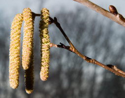 Corylus avellana Hasel © Hloch