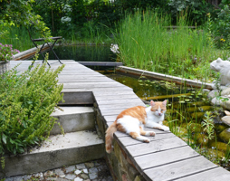 Entspannung am Teich - © Paula Polak