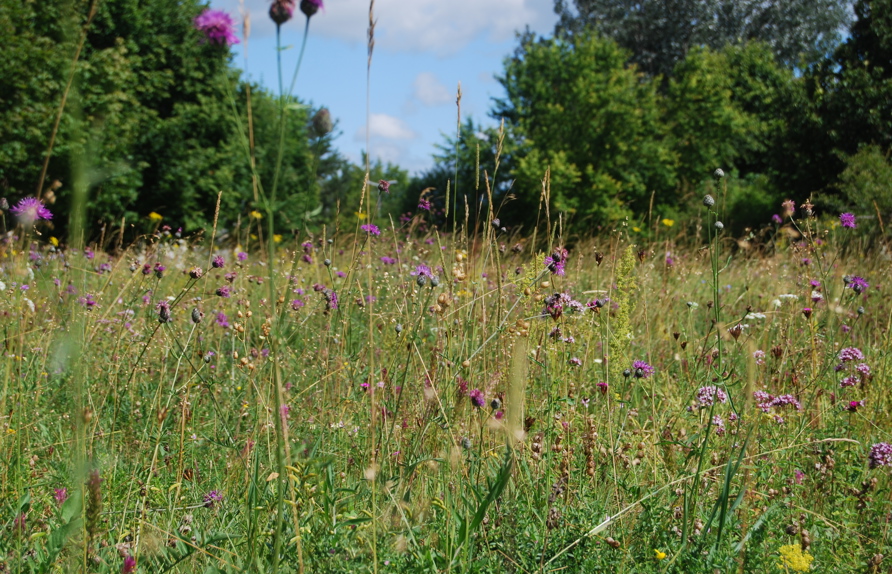Artenreiche Wiese vor dem Firmengebäude Gradwohl © Voitsauer Wildblumensamen