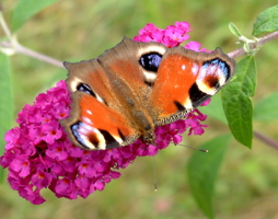 Tagpfauenauge auf Buddleja © Luger