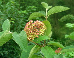 Viburnum lantana Wolliger Schneeball © Kumpfmüller