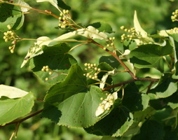 Tilia cordata Winterlinde © Kumpfmüller