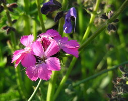 Dianthus carthusianorum - Karthäuser-Nelke © Kumpfmüller