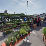 2.  Friedburger Pflanzen- und Raritätenmarkt