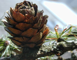 Larix decidua Europäische Lärche Zapfen © Kumpfmüller