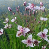 Naturgartentage 2026 - Lebensraum Naturgarten