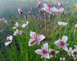 Butomus umbellatus - Schwanenblume © Lugmair
