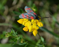 Sechsfleck Widderchen © Luger
