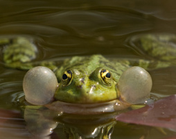 Teichfrosch