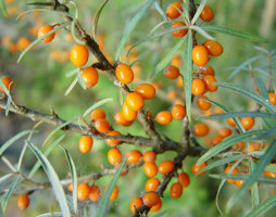 Hippophae rhamnoides Sanddorn © Kumpfmüller