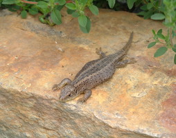 Zauneidechse Weibchen © Luger