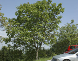 Juglans regia Walnuss © Kumpfmüller