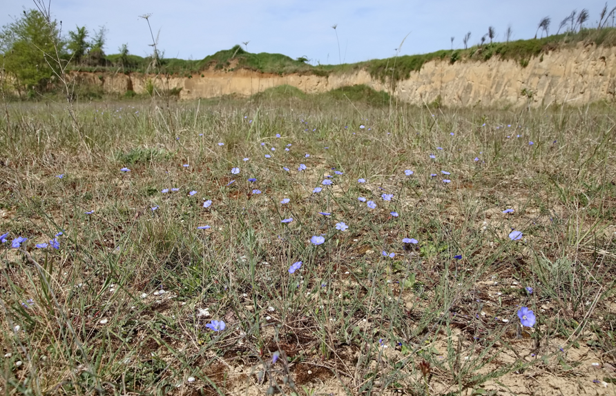 Trockenrasen - Heimat vieler bodenbrütender Wildbienenarten © Wolfgang Schweighofer