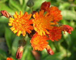 Hieracium aurantiacum - Orange-Habichtskraut © Polak