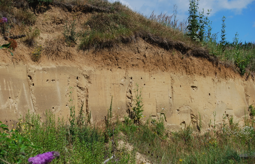 Löss-Abrisswand, Nistplatz für Uferschwalbe und Bienenfresser © Voitsauer Wildblumensamen