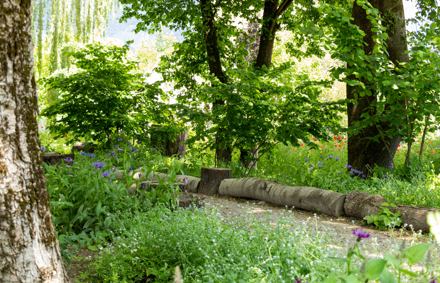Detailaufnahme Waldgarten im Frühsommer 2023; Unterpflanzung bestehender Gehölze mit überwiegend heimischen Waldpflanzen © Maria Siegl