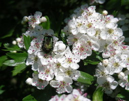 Crategus monogyna Weßdorn © Kumpfmüller