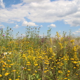 Blühflächen in Traiskirchen, Niederösterreich