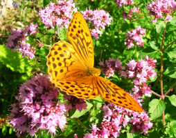 Kaisermantel auf Dost © Polak