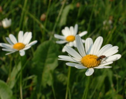 Leucanthemum vulgare - Wiesen-Margerite © Kumpfmüller